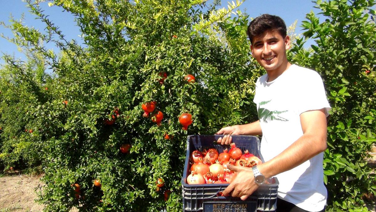 Yılın ilk Hicaz Narı hasadı Silifke\'de yapıldı
