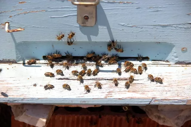 Arıcılar kara kara düşünüyor, tek istekleri var Arıcılar kara kara düşünüyor, tek istekleri var