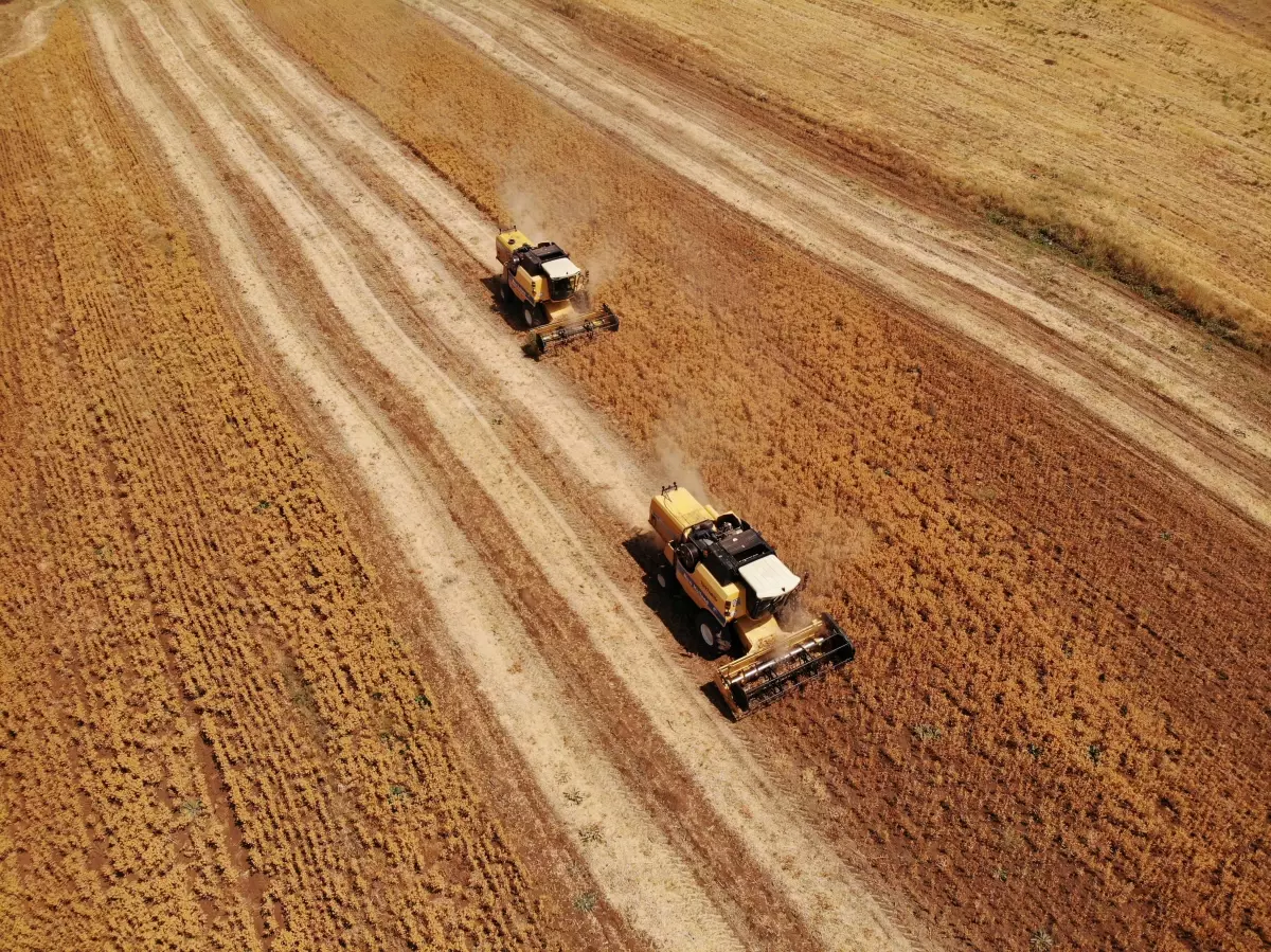Verimsiz toprağa can veren aspir, üreticiye alternatif gelir olacak