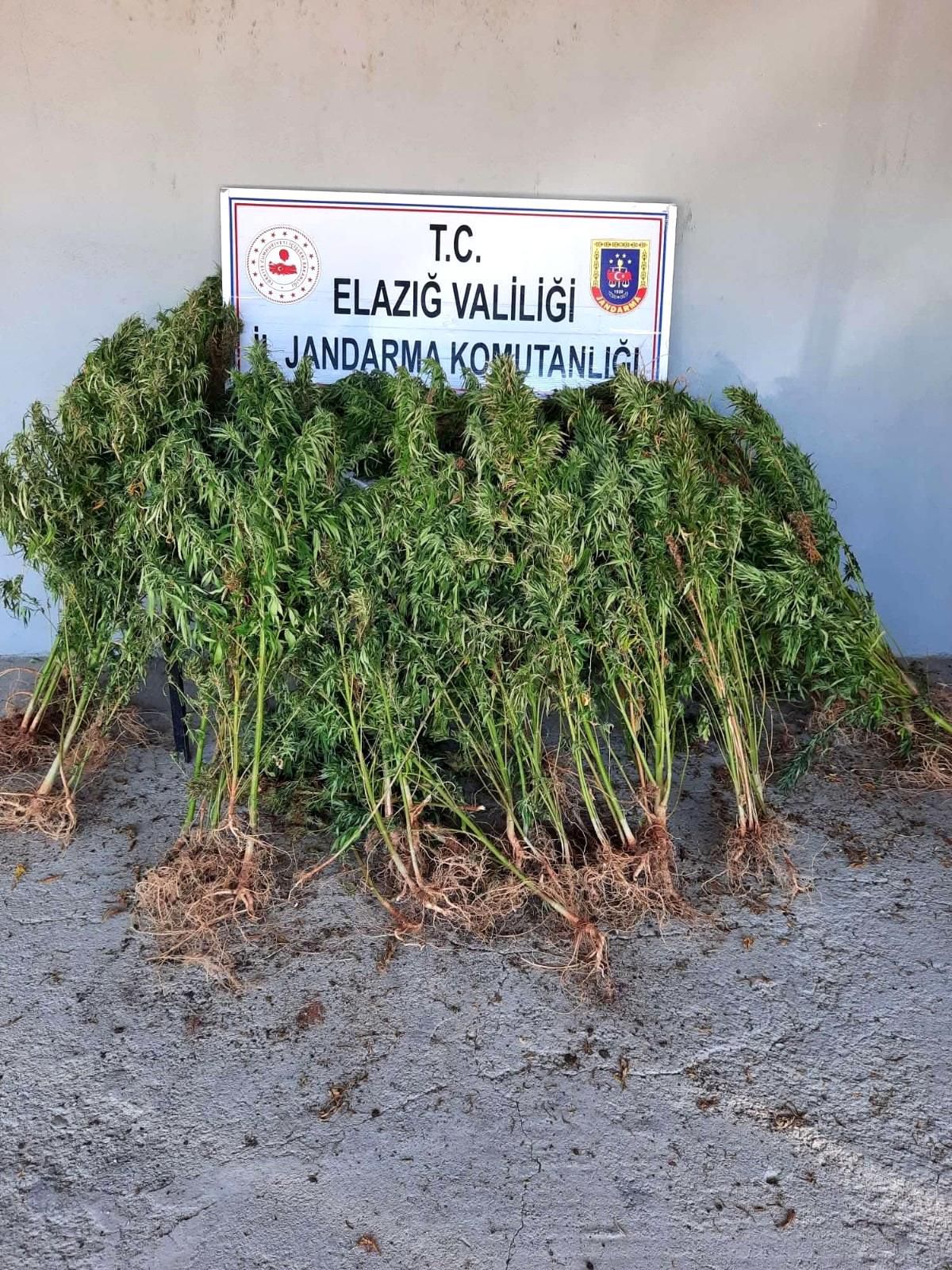 Elazığ\'da 110 kök kenevir ele geçirildi