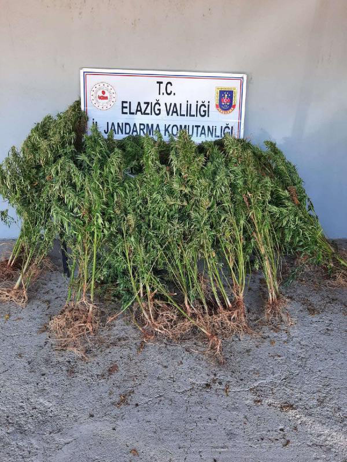 Elazığ\'da ormanda 110 kök kenevir ele geçirildi