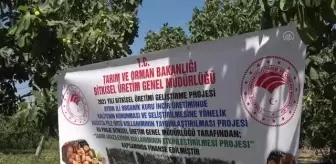 Hasatta file örtü kullanımı ile incirde kalitenin korunması amaçlanıyor