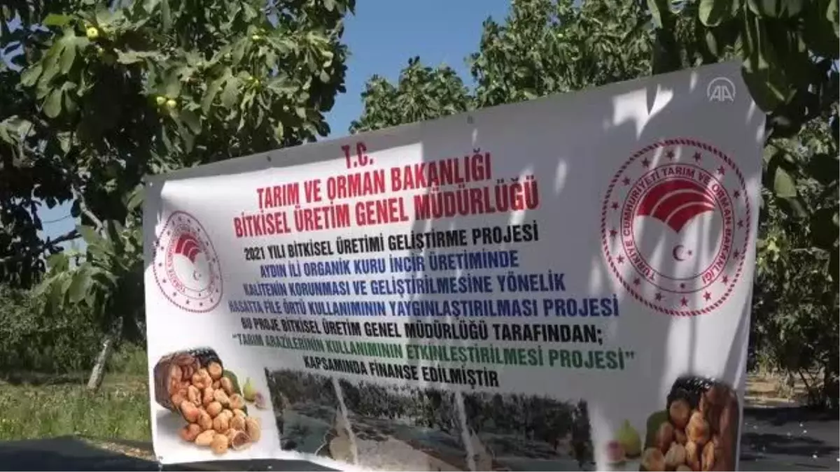 Hasatta file örtü kullanımı ile incirde kalitenin korunması amaçlanıyor