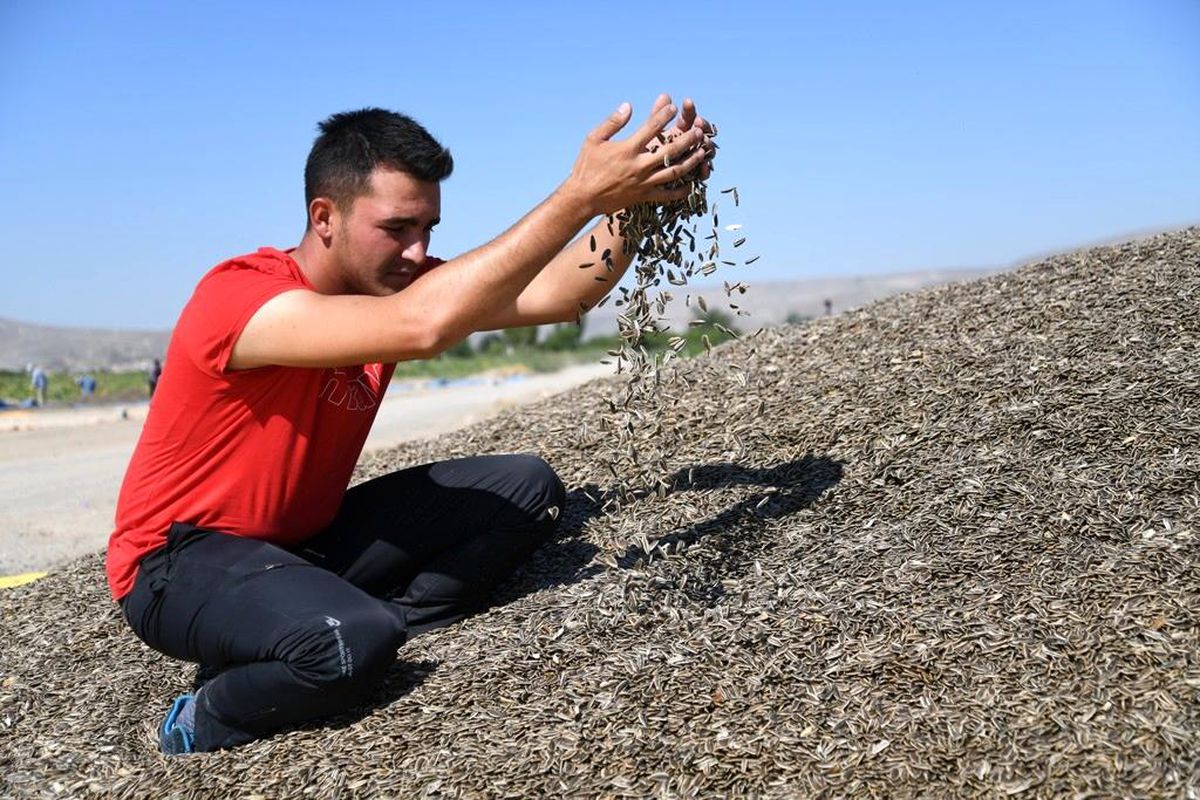 Kayseri\'de Ay Çekirdeği Hasadı Başladı