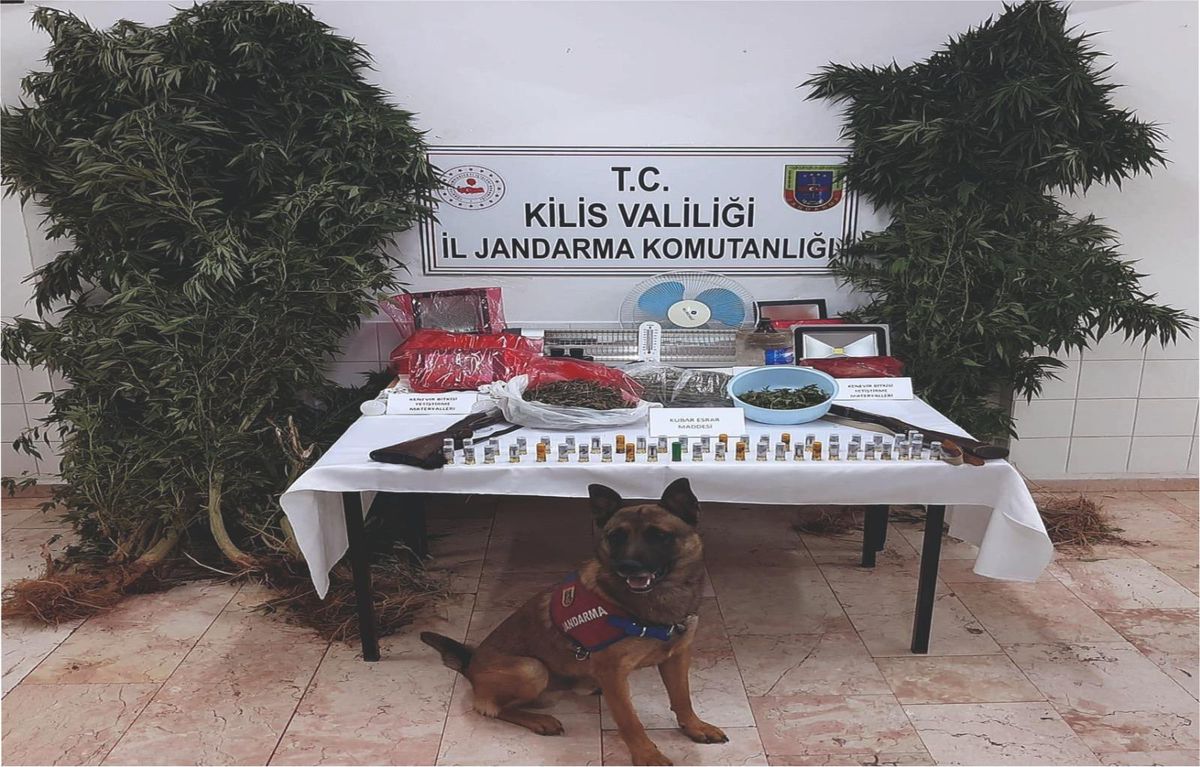 Kilis\'te bağ evinde kenevir yetiştiren şüpheli tutuklandı