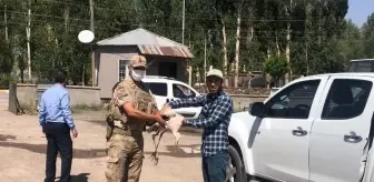 Korkut'ta jandarmanın bulduğu yaralı leylek tedavi edilecek