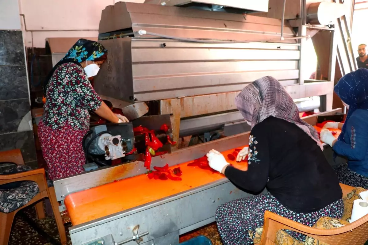 Salça imalathanelerinde yoğun mesai