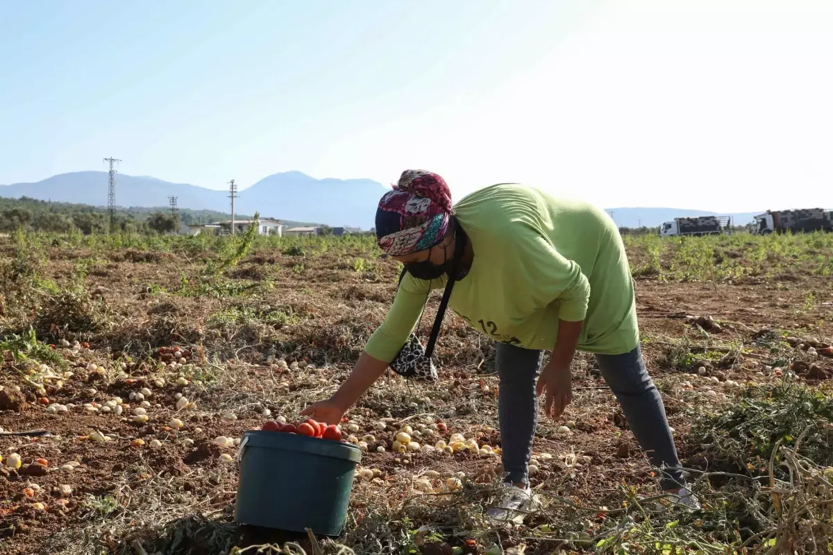 Tarlada kalmadı Bucalı kadınlar kazandı