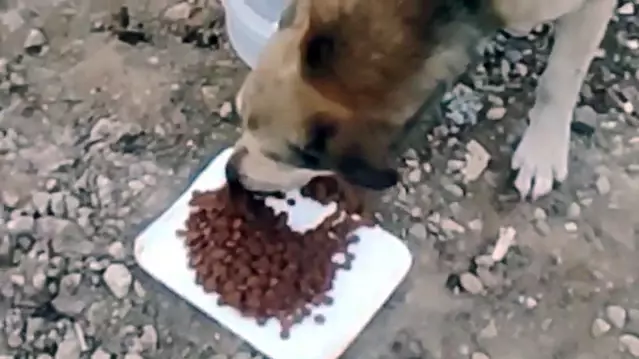 Yanan sahalara hayvanlar için yem bırakıyorlar