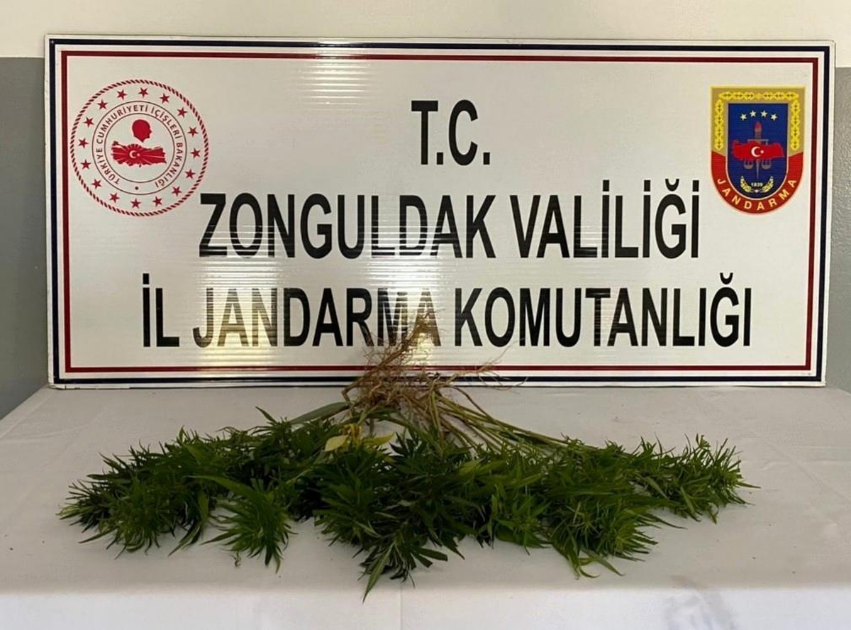 Zonguldak\'ta kenevir operasyonu;42 kök kenevir bitkisi ele geçirildi