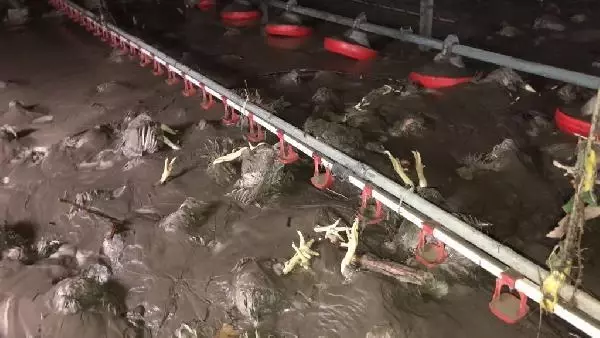 Selin vurduğu tavuk çiftliğinde 24 bin tavuk telef oldu, 1 milyonluk maddi zarar var Selin vurduğu tavuk çiftliğinde 24 bin tavuk telef oldu, 1 milyonluk maddi zarar var