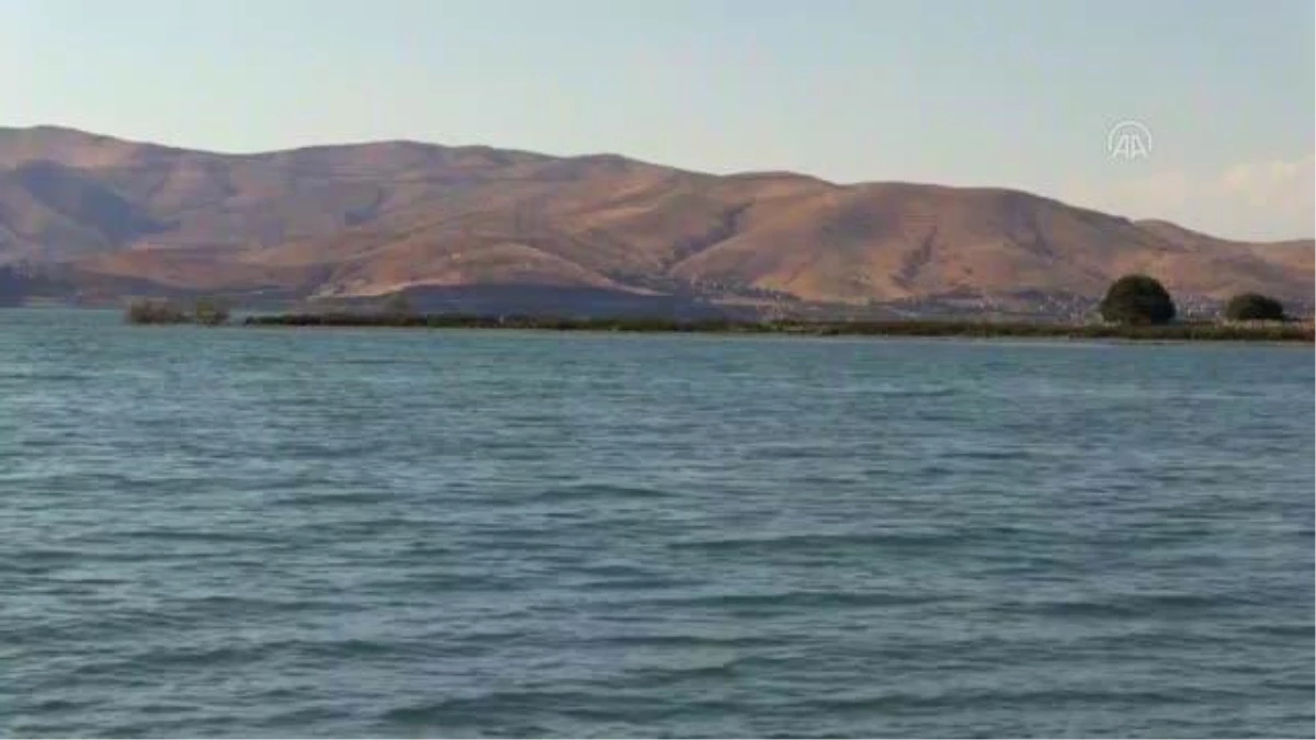 Besin zincirindeki azalma Hazar Gölü\'ndeki martı ölümlerini tetikledi