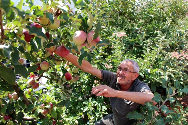 Görenleri hayrete düşürdü! Bir ağaçta 6 çeşit elma yetiştirdi