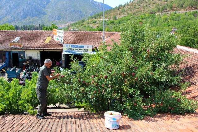 Görenleri hayrete düşürdü! Bir ağaçta 6 çeşit elma yetiştirdi