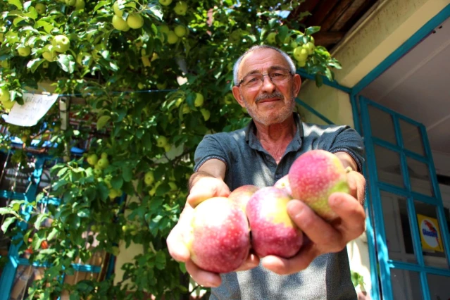 Görenleri hayrete düşürdü! Bir ağaçta 6 çeşit elma yetiştirdi