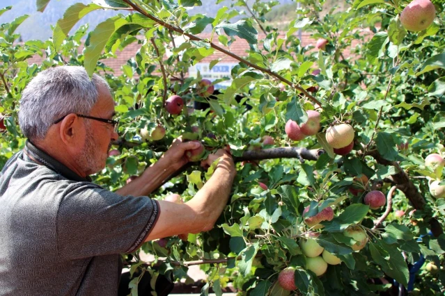 Görenleri hayrete düşürdü! Bir ağaçta 6 çeşit elma yetiştirdi