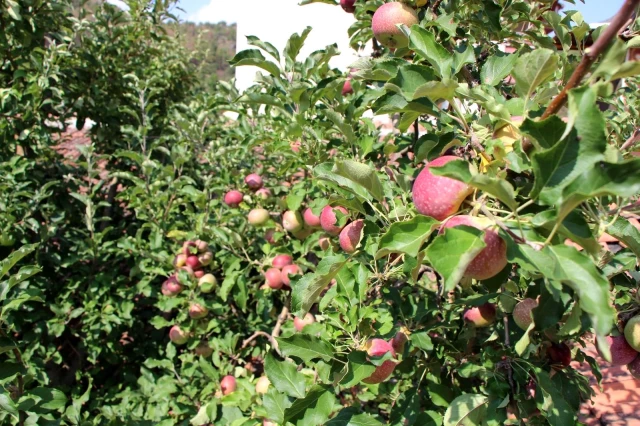 Görenler gözlerine inanamıyor! Bir ağaçta 6 çeşit elma yetiştirdi