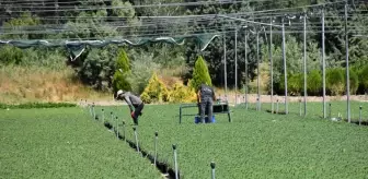 Eskişehir Orman Fidanlığı, Ege ve Akdeniz'deki orman yangınlarının izini milyonlarca fidanla silecek