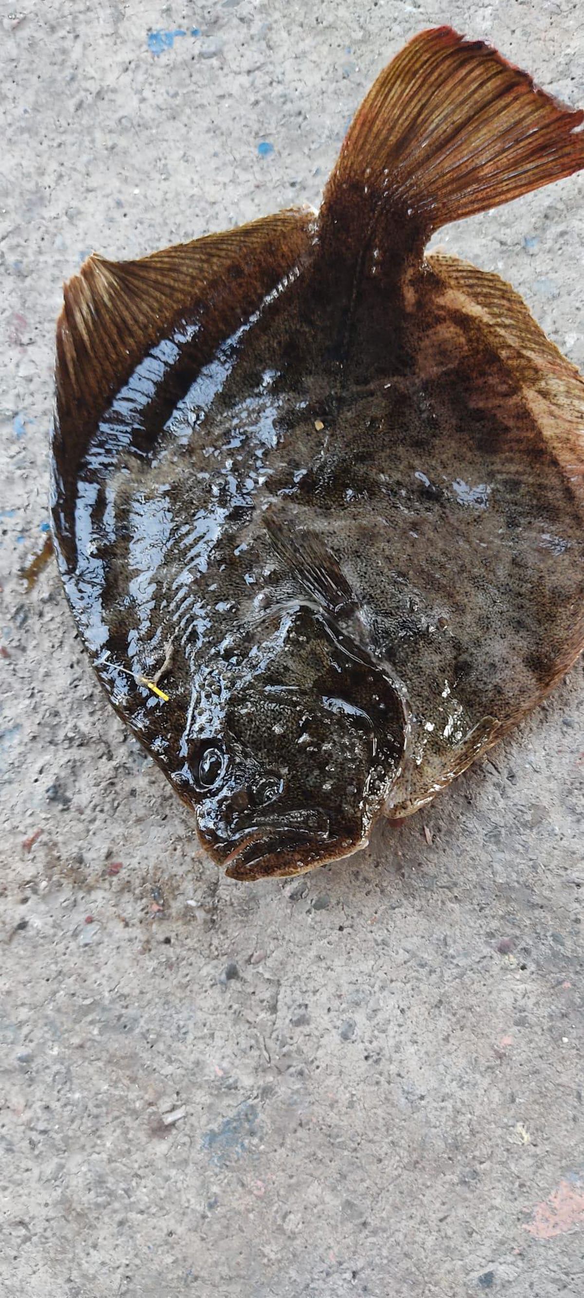 İzmit Körfezi\'ne salınan kalkan balığı 10 ayda 740 gram aldı