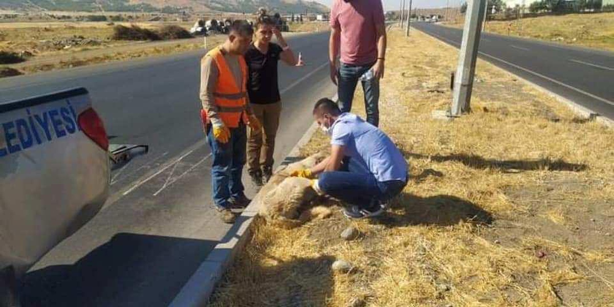 Nurdağı\'nda otomobilin çarptığı köpek belediye ekiplerince veterinere götürüldü