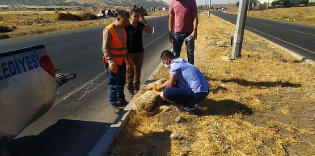 Otomobilin çarptığı köpek yaralandı