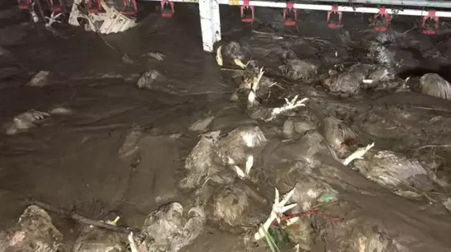 Selin yıkıma uğrattığı tavuk çiftliğinde 24 bin tavuk telef oldu, 1 milyonluk maddi zarar var Selin yıkıma uğrattığı tavuk çiftliğinde 24 bin tavuk telef oldu, 1 milyonluk maddi zarar var