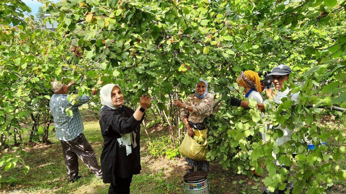 AK Parti Genel Merkez Kadın Kolları Başkanı Ayşe Keşir, işçilerle fındık toplayarak sohbet etti