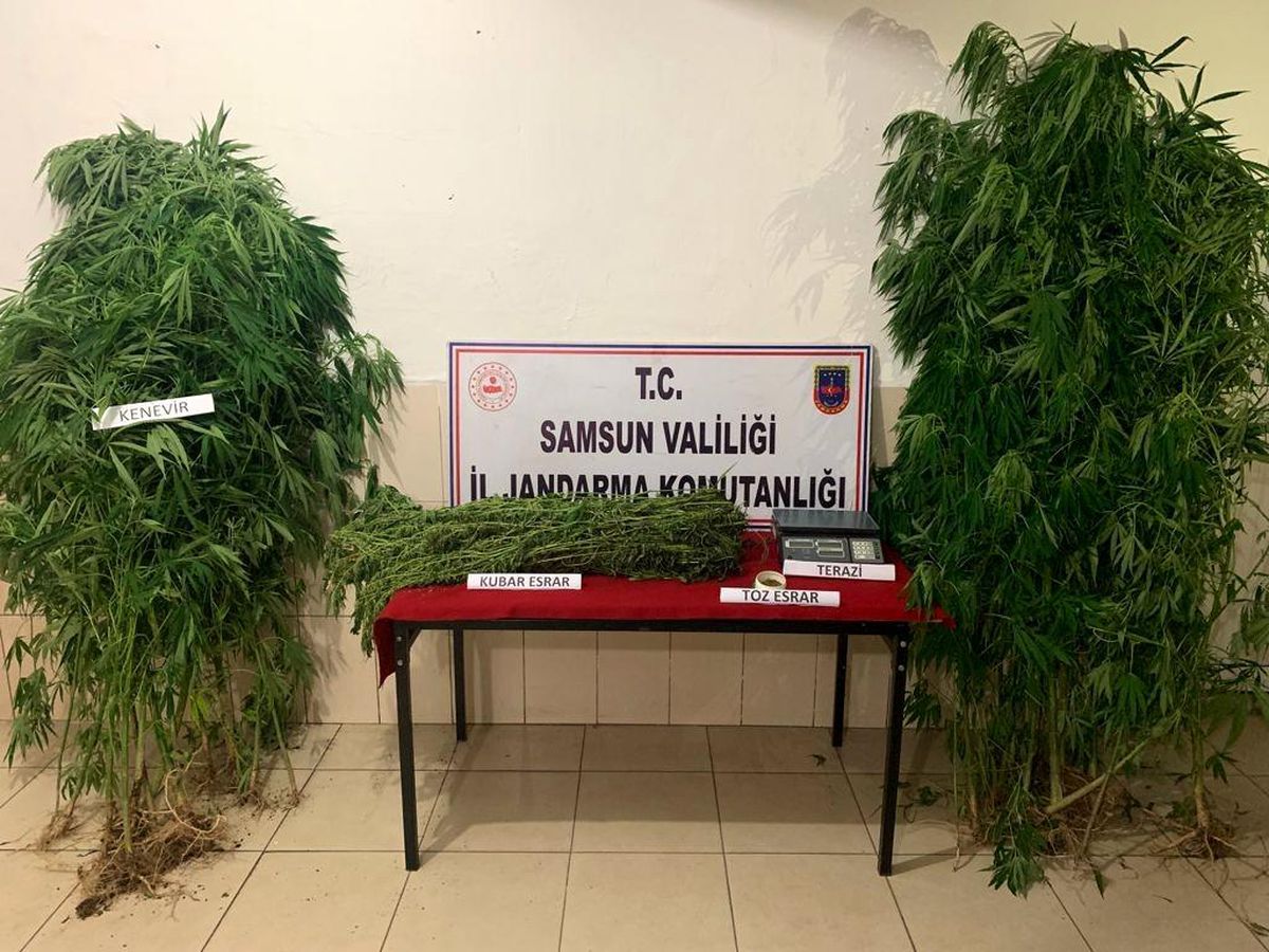 Jandarmadan kenevir ve esrar baskını