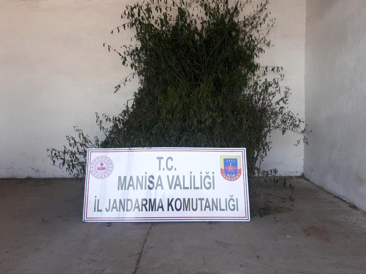 Manisa\'da 496 kök kenevir ele geçirildi