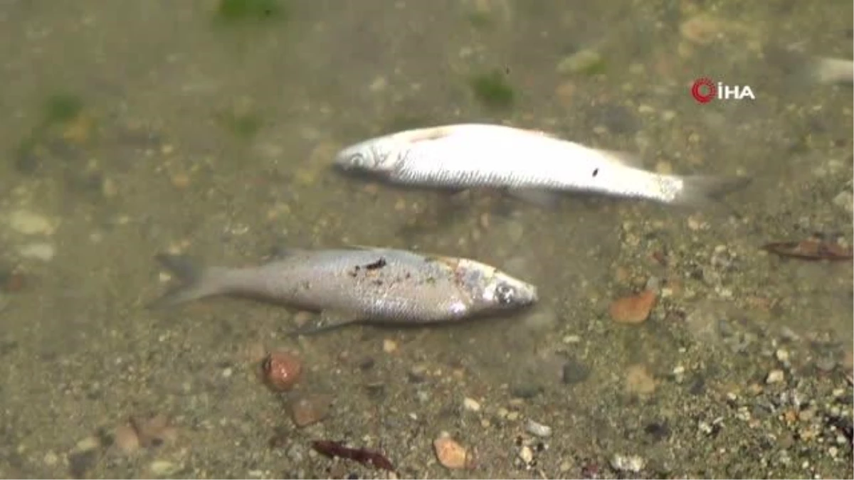 Porsuk Çayı\'ndaki toplu balık ölümleri tedirginliğe yol açtı