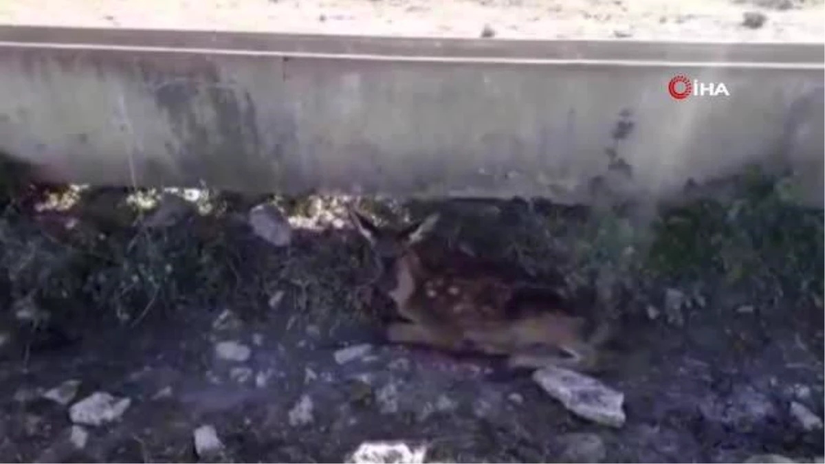 Susuzluktan ölmek üzere olan geyik yavrusu hayata döndürüldü