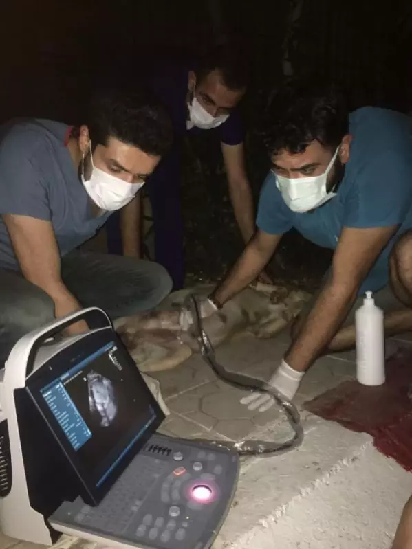 ACİL SERVİS ÖNÜNE GELEN KÖPEĞE VETERİNER DOĞUM YAPTIRDI