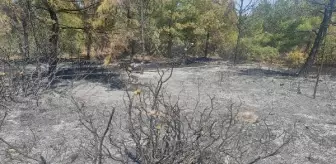 Akhisar'da orman yangını