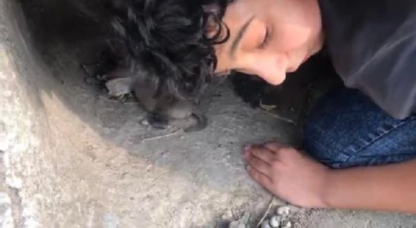 11 yaşındaki kahraman Bünyemin, sürünerek girdiği kayanın altında sıkışan yavru köpekleri kurtardı