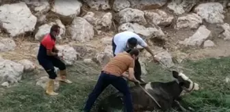 Çamura saplanan ineği itfaiye kurtardı