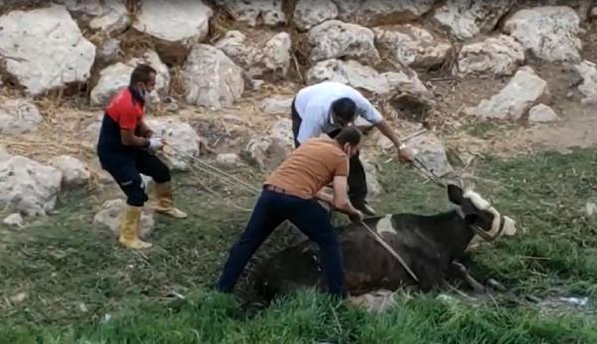 Çamura saplanan ineği itfaiye kurtardı