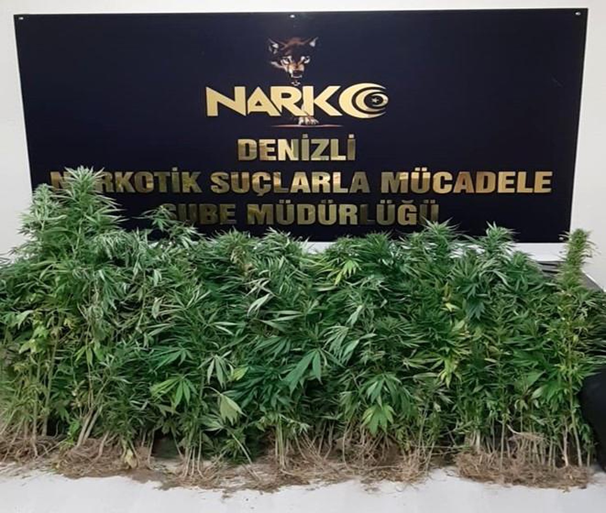 Son dakika! Denizli\'de 11 zehir taciri gözaltına alındı