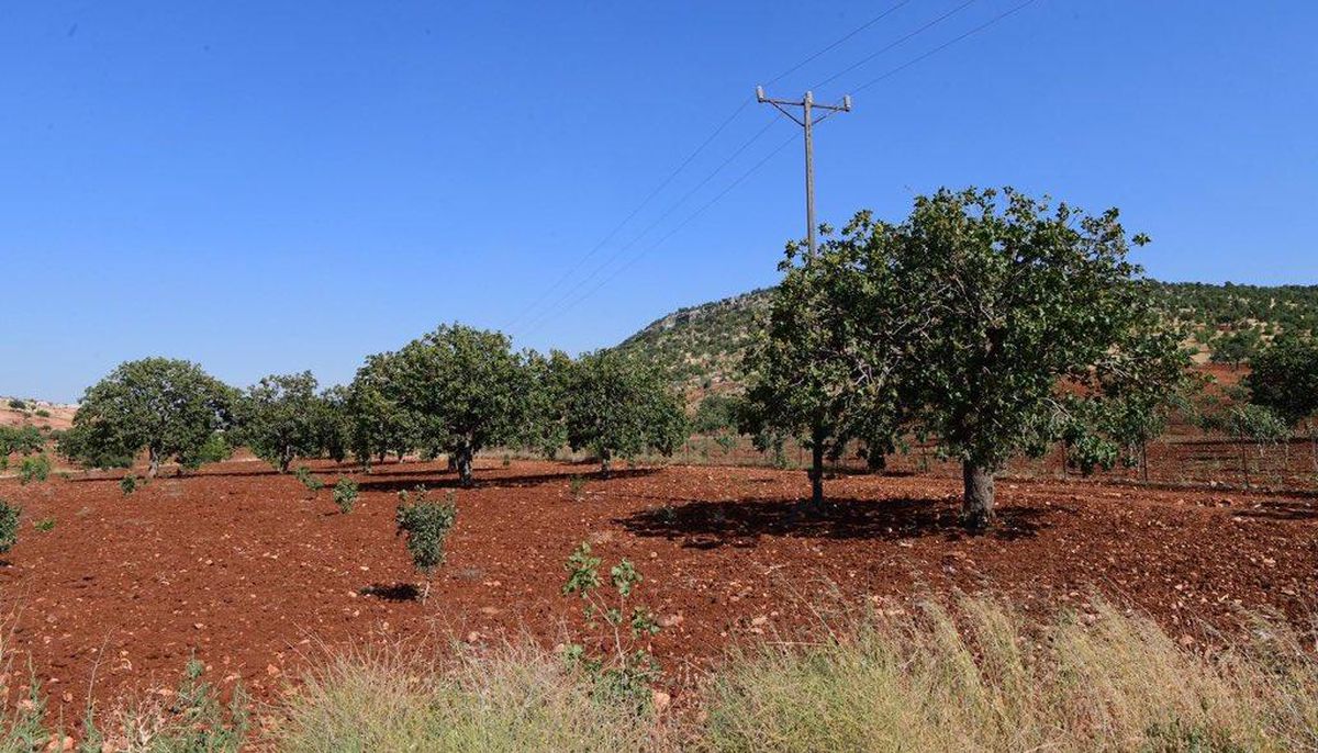 Fıstık bahçesinde kalbinden vurulan çocukla ilgili üzen gerçek: Tetiği kendi çekmiş