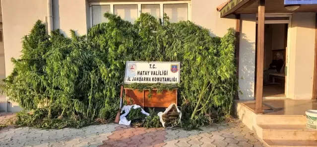 Hatay'da 12 kilo 526 gram esrar ele geçirildi