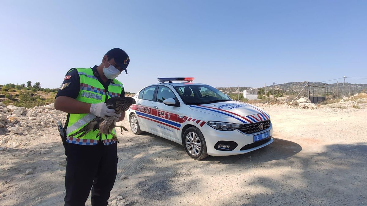 Mersin\'de jandarmanın bulduğu yaralı şahin tedaviye alındı