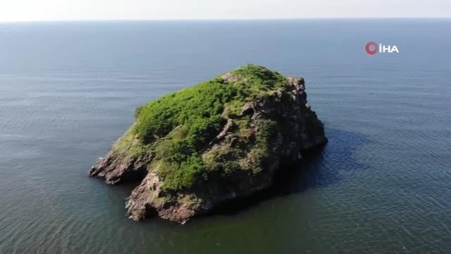 Ordu'nun kuş cenneti 'Hoynat Adası'na ilgi artıyor