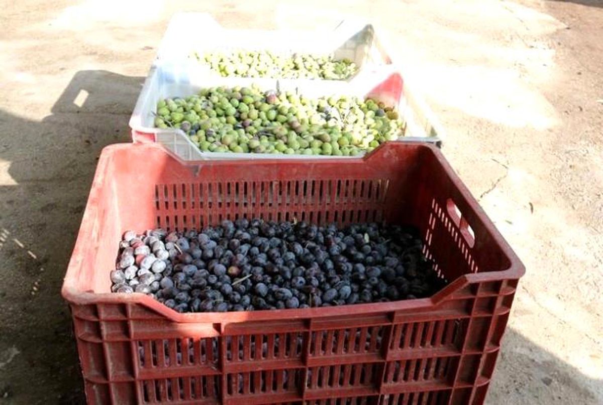 Osmaniye\'de çiftçilere yüzde 50 hibeli zeytin kasası dağıtılacak