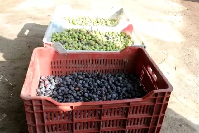 Osmaniye'de çiftçilere yüzde 50 hibeli zeytin kasası dağıtılacak