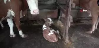 Rize'de ikiz doğuran inek sahibini sevindirdi