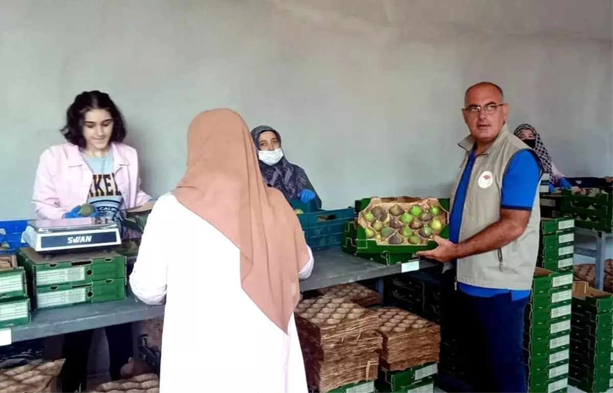 Son dakika haberleri: Tarım ve orman müdürleri Mudanya\'da yangın yerindeydi