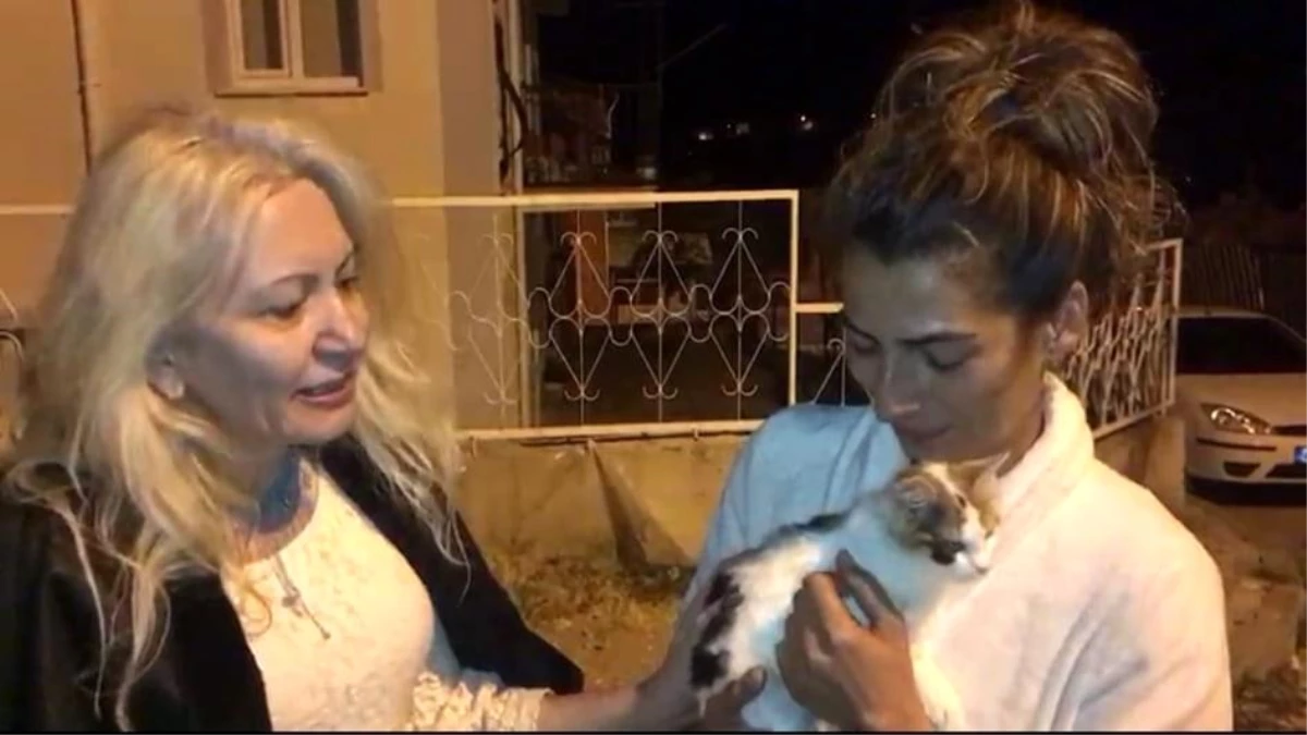 Yaralı kedi bir aylık tedaviden sonra tekrar doğal ortamına bırakıldı