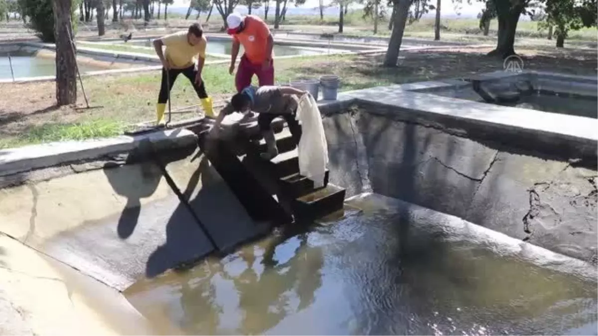 5 milyon pullu sazan göletlerde yetiştirilmek üzere 13 ile gönderildi