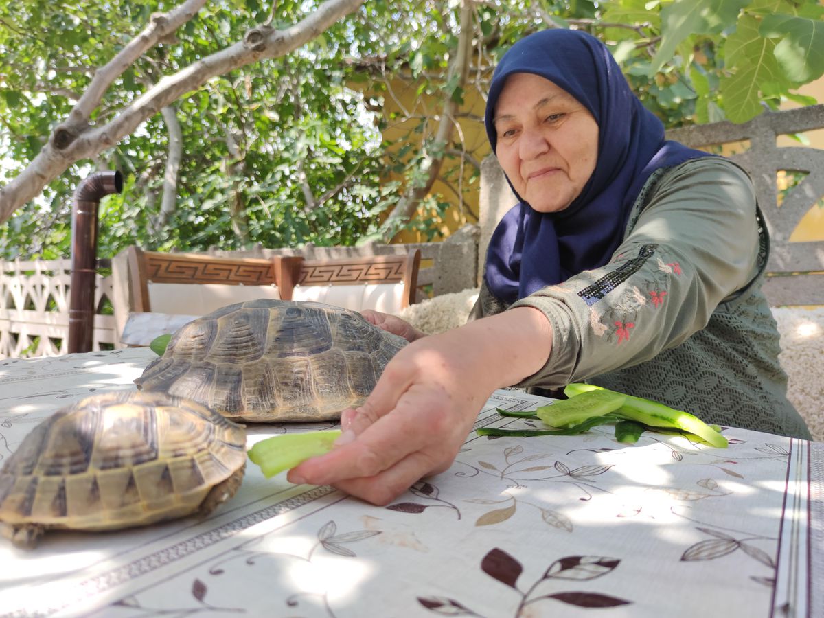 Amasyalı 71 yaşındaki Zekiye Artut bahçesindeki 3 kaplumbağaya özenle bakıyor Açıklaması
