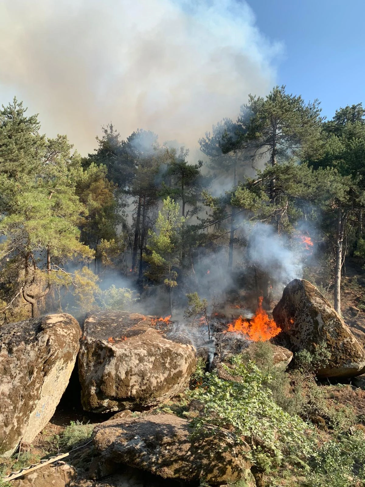 Ormanlık alanda çıkan yangına müdahale ediliyor