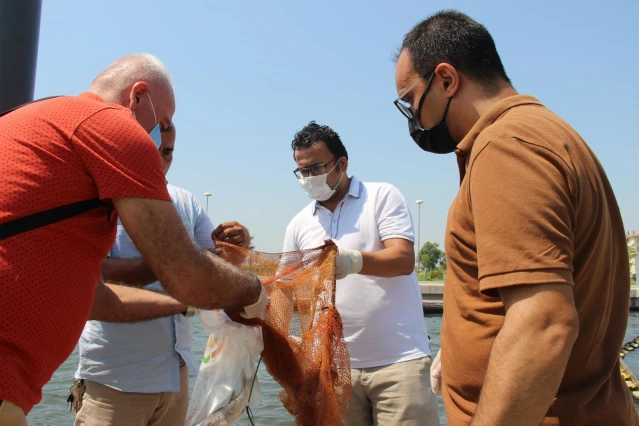 Bostanlı sahile ölü balıklar vurdu